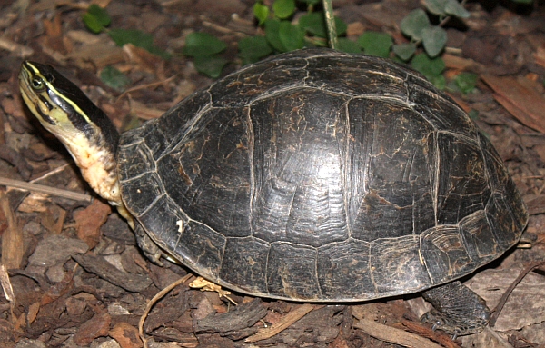 AmboinaScharnierschildkröte oder Malayische Scharnierschildkröte